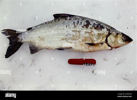 Cisco (Coregonus artedi) .